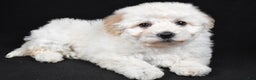 Bichpoo dogs for sale: wendy - Ad 2