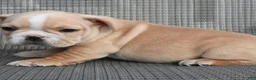 French Bulldog dogs for sale: French Bulldog 2 - Ad 5