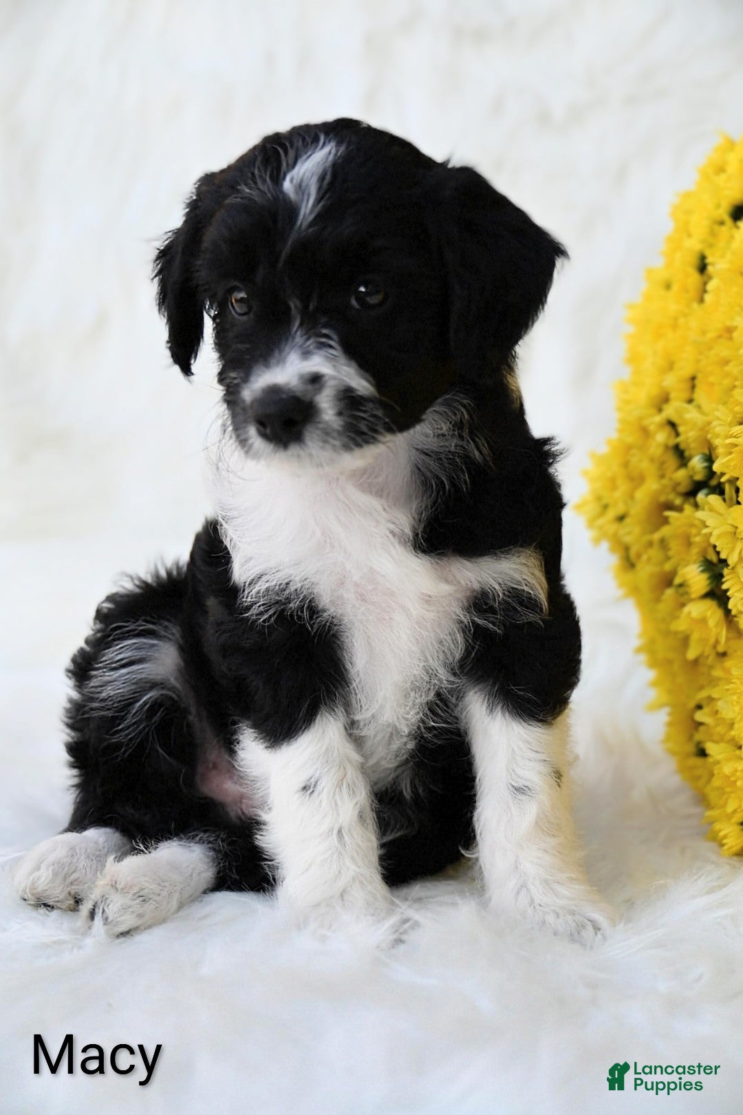 Mini Aussiedoodle dogs Macy - Ad 2