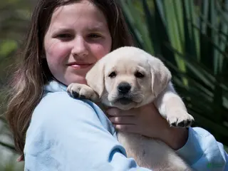 Labrador Retriever dogs Konner - Ad 22