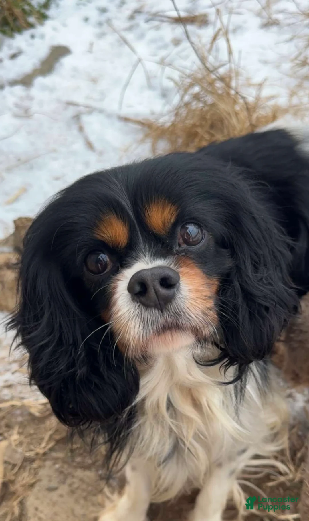 Cavapoo dogs for sale: Cavapoo Puppy 1 - Ad 7