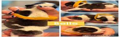 Belle - yellow