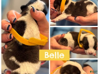 Welsh Corgi Pembroke dogs Belle - yellow - Ad 19