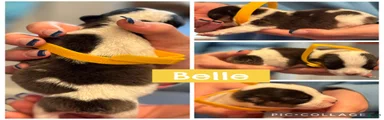 Belle - yellow