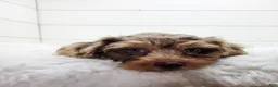 Cavapoo dogs for sale: Oliver2250 - Ad 3
