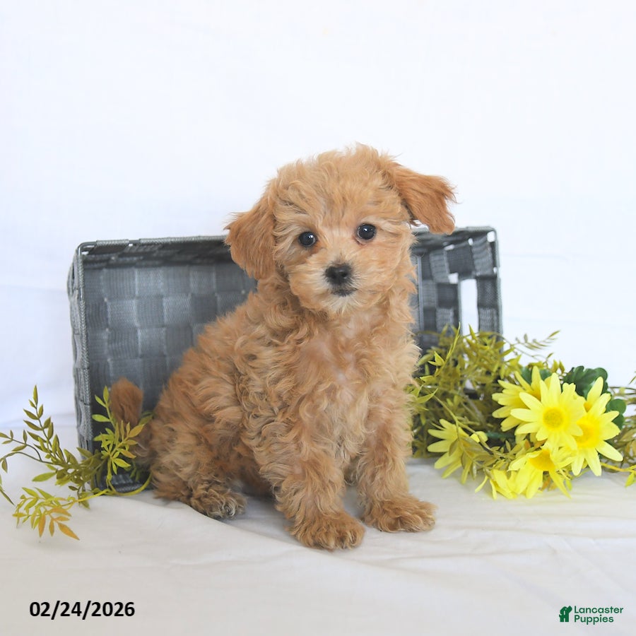 Maltipoo dogs Buffy - Ad 1