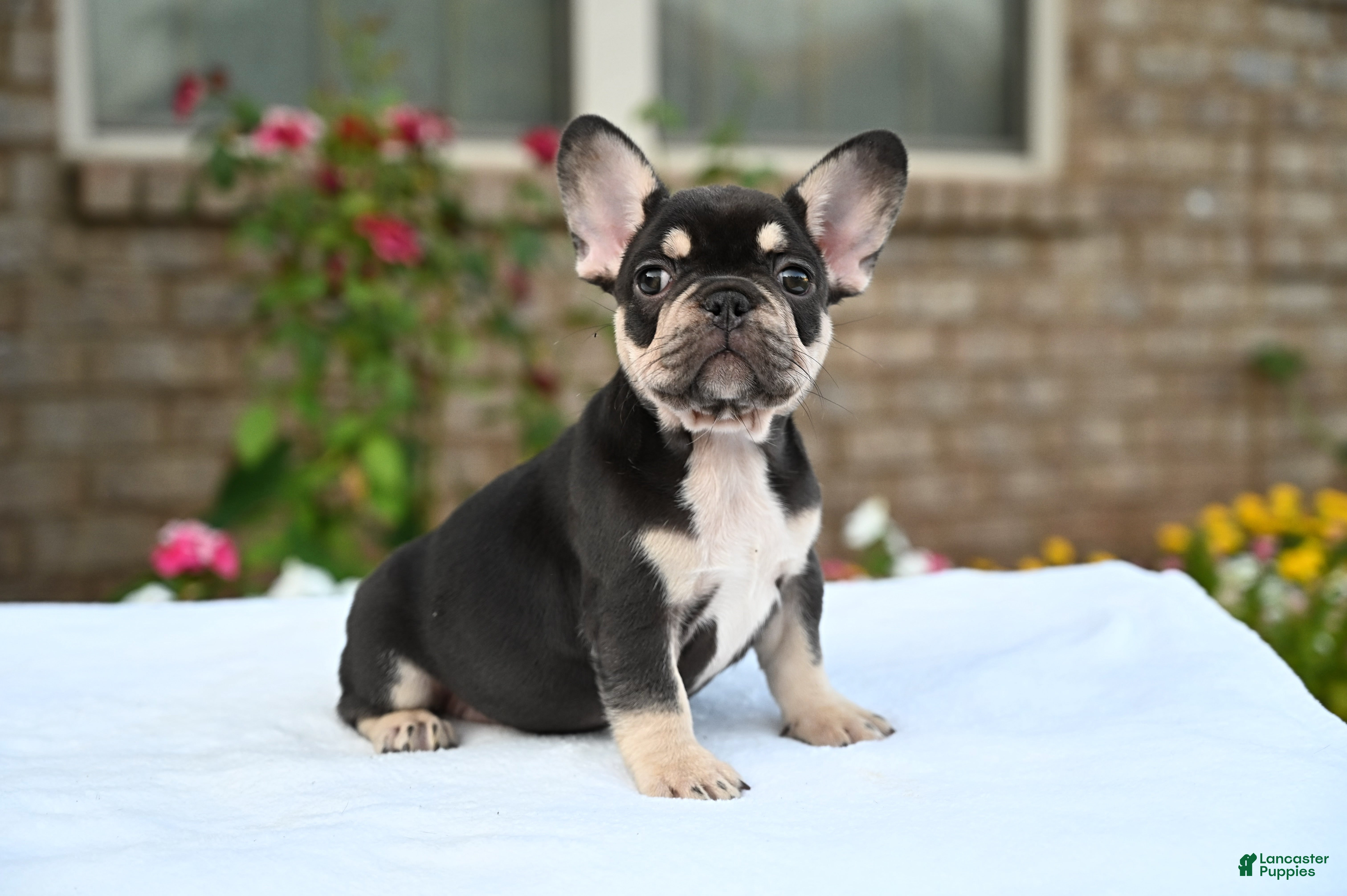French Bulldog dogs Honey - Ad 1