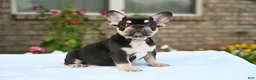French Bulldog dogs for sale: Honey - Ad 1