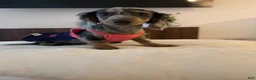 Dachshund dogs for sale: Dachshund Puppy 1 - Ad 1