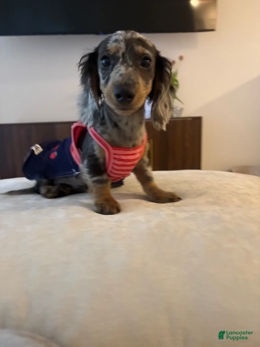 Dachshund dogs for sale: Dachshund Puppy 1 - Ad 1