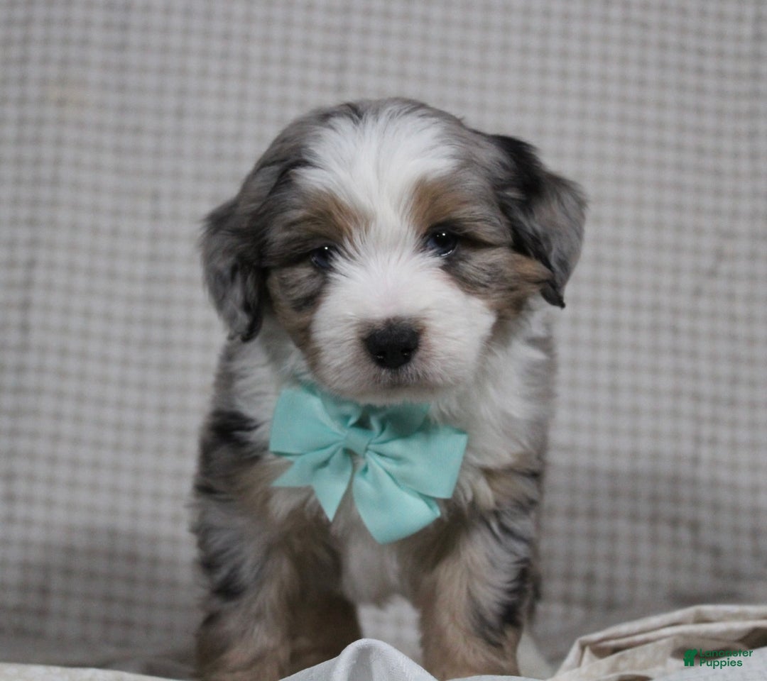 Mini Aussiedoodle dogs for sale: Kojack  - Ad 2