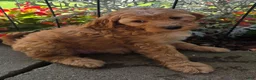 Cavapoo dogs for sale: Tilly  - Ad 3