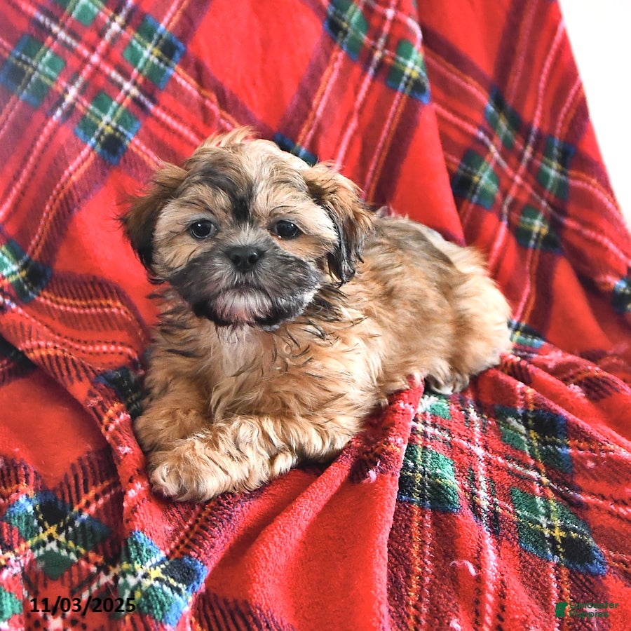 Teddy Bear dogs Ryan - Ad 3