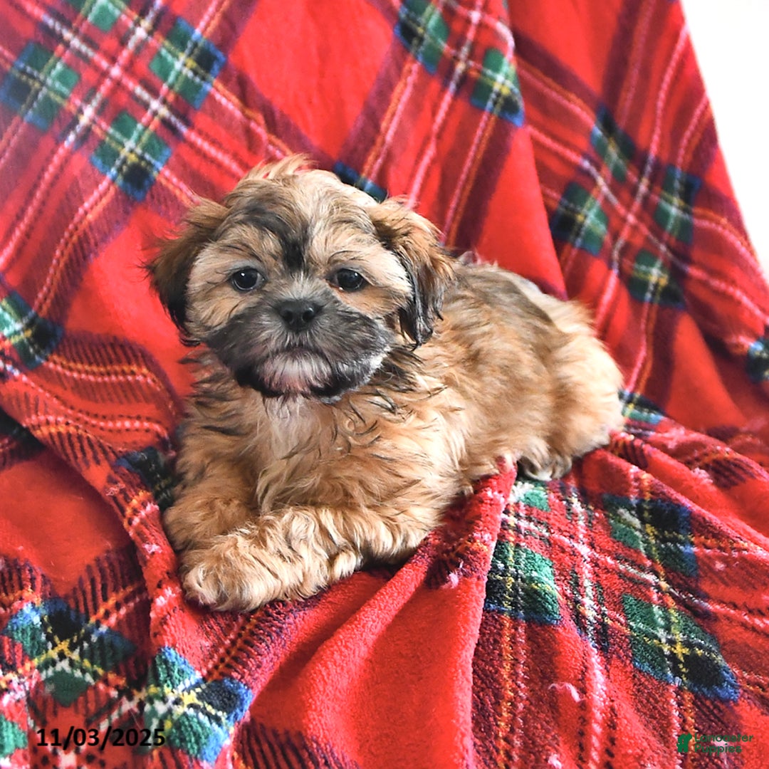 Teddy Bear dogs for sale: Ryan - Ad 1