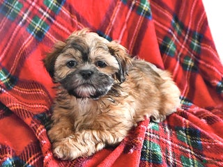 Teddy Bear dogs Ryan - Ad 29