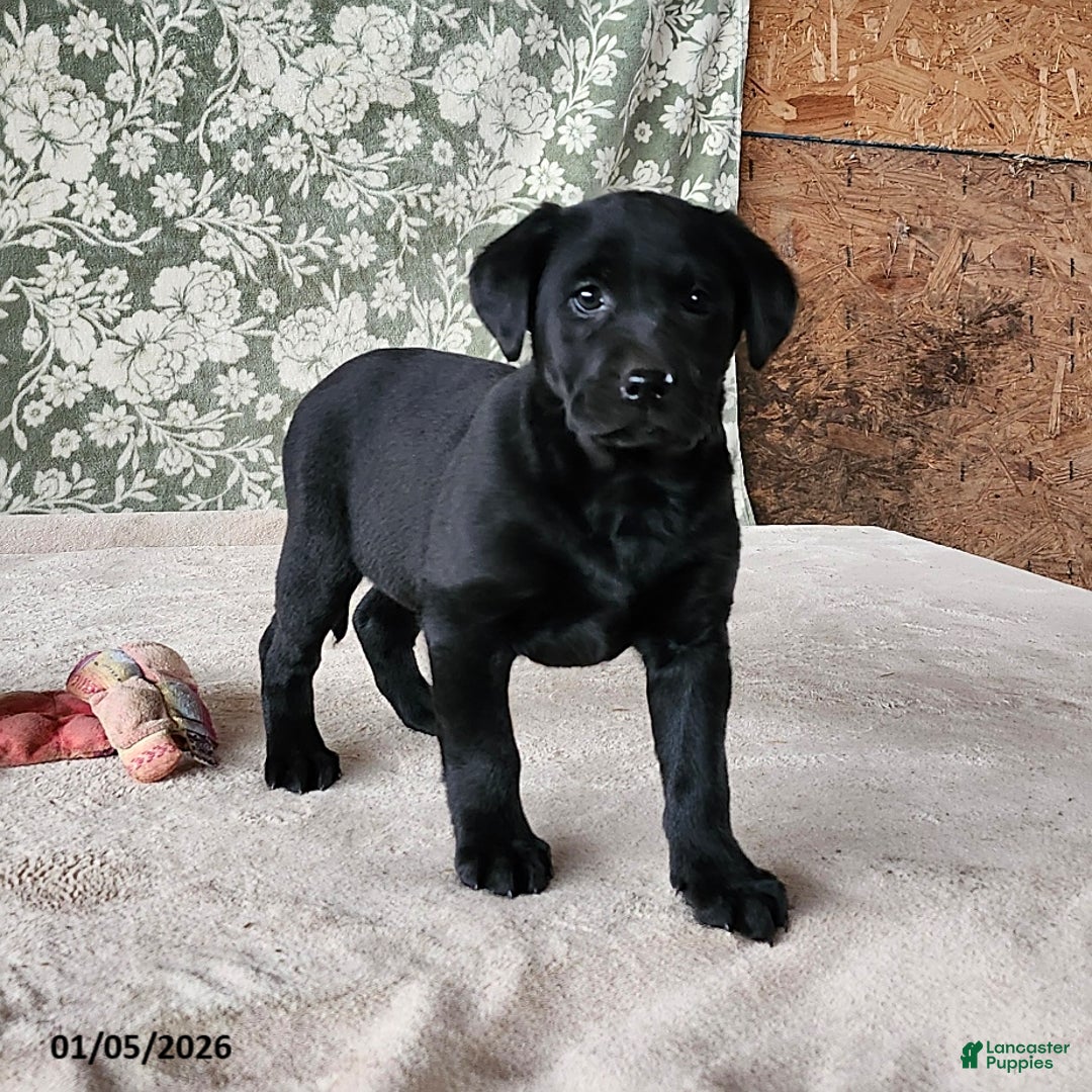 Labrador Retriever dogs for sale: Sassy - Ad 2
