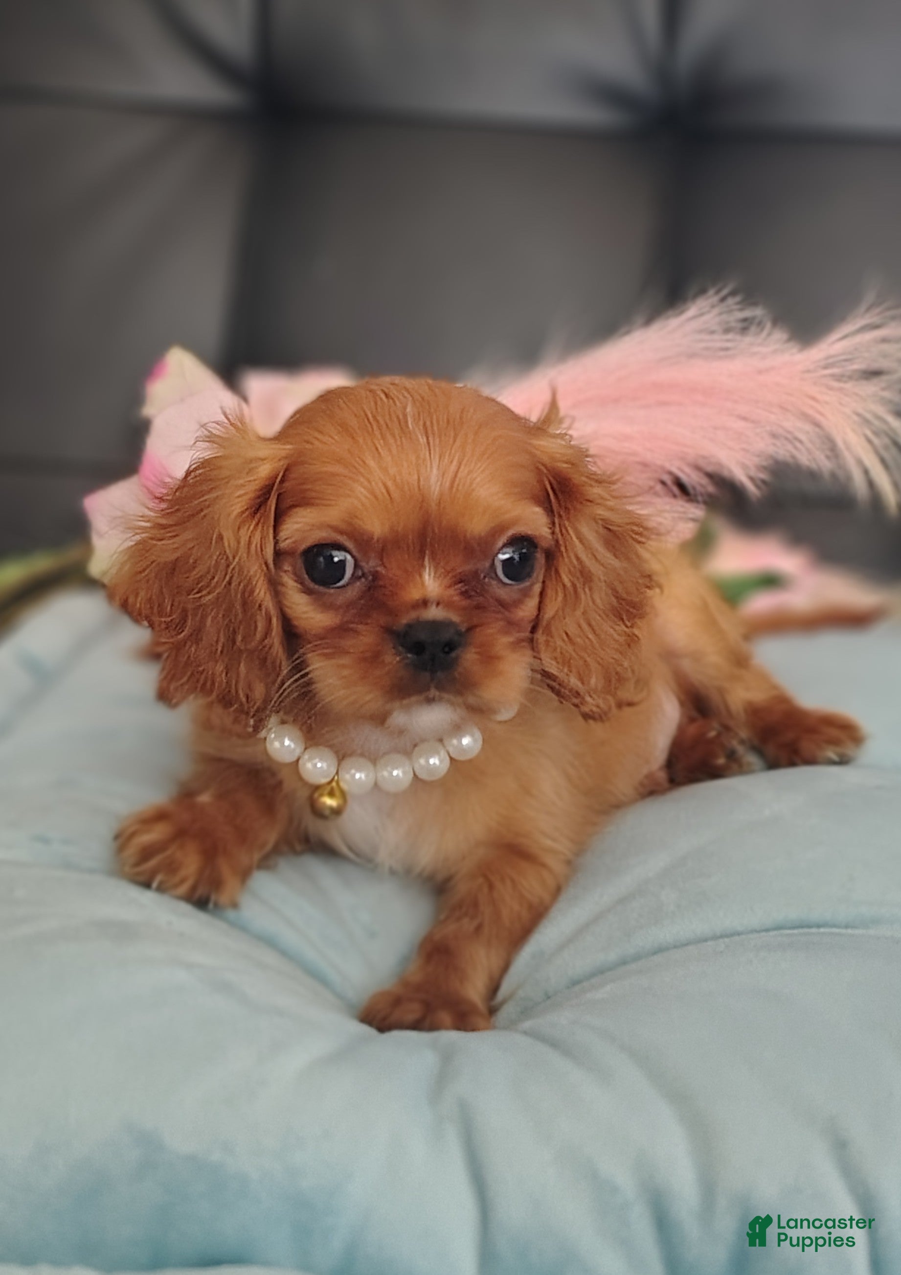 Prince