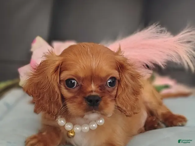 Cavalier King Charles Spaniel dogs for sale: Prince - Ad 1