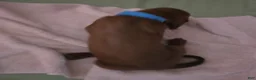 Redbone Coonhound dogs for sale: Redbone Coonhound 8(blue) - Ad 10