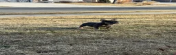 French Bulldog dogs for sale: French Bulldog 1 - Ad 2