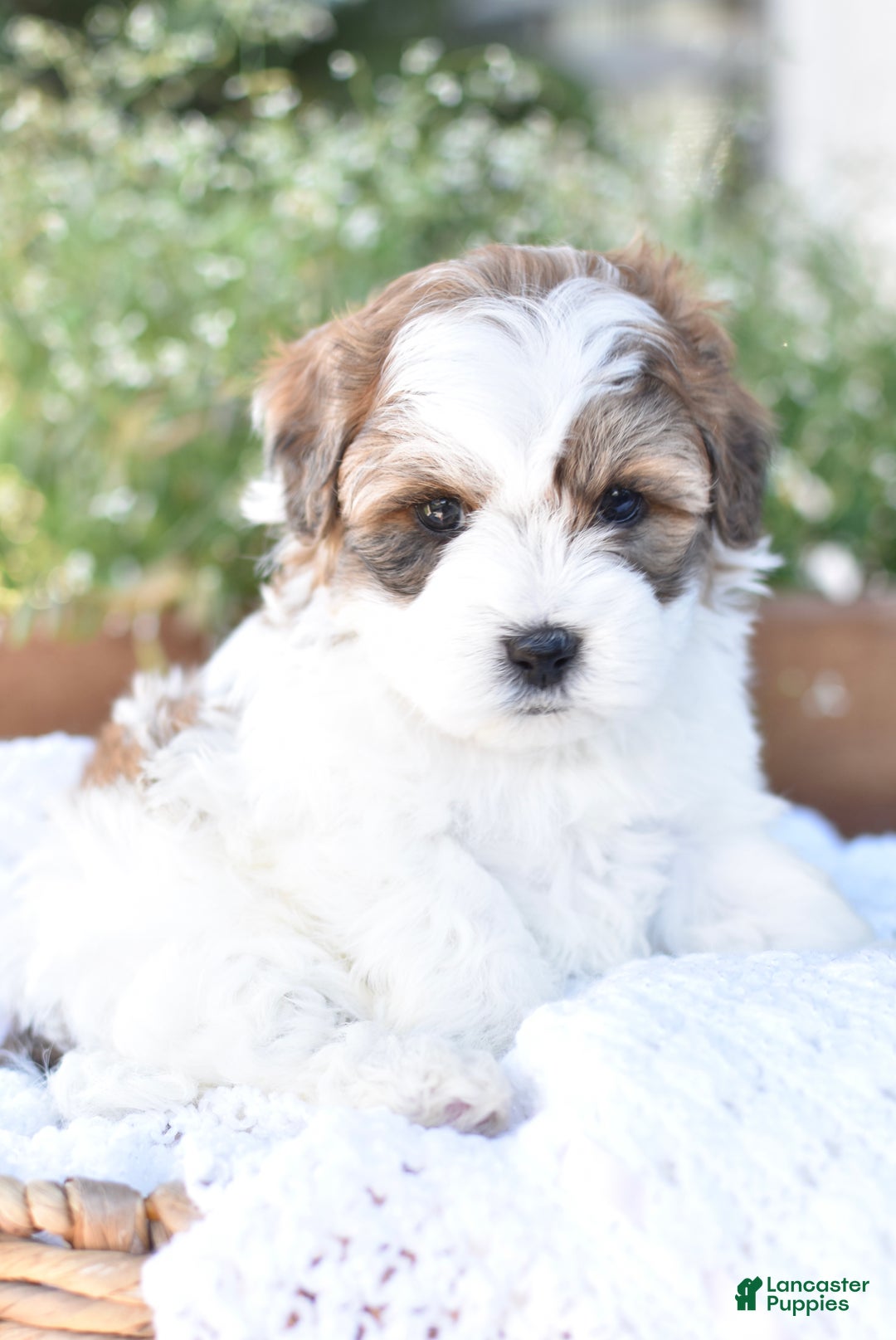 Mixed Breed dogs for sale: Diamond - Ad 4