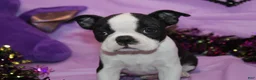 Boston Terrier dogs for sale: Lumi Your Sweet, Laid-Back Little Cuddle Bug - Ad 5