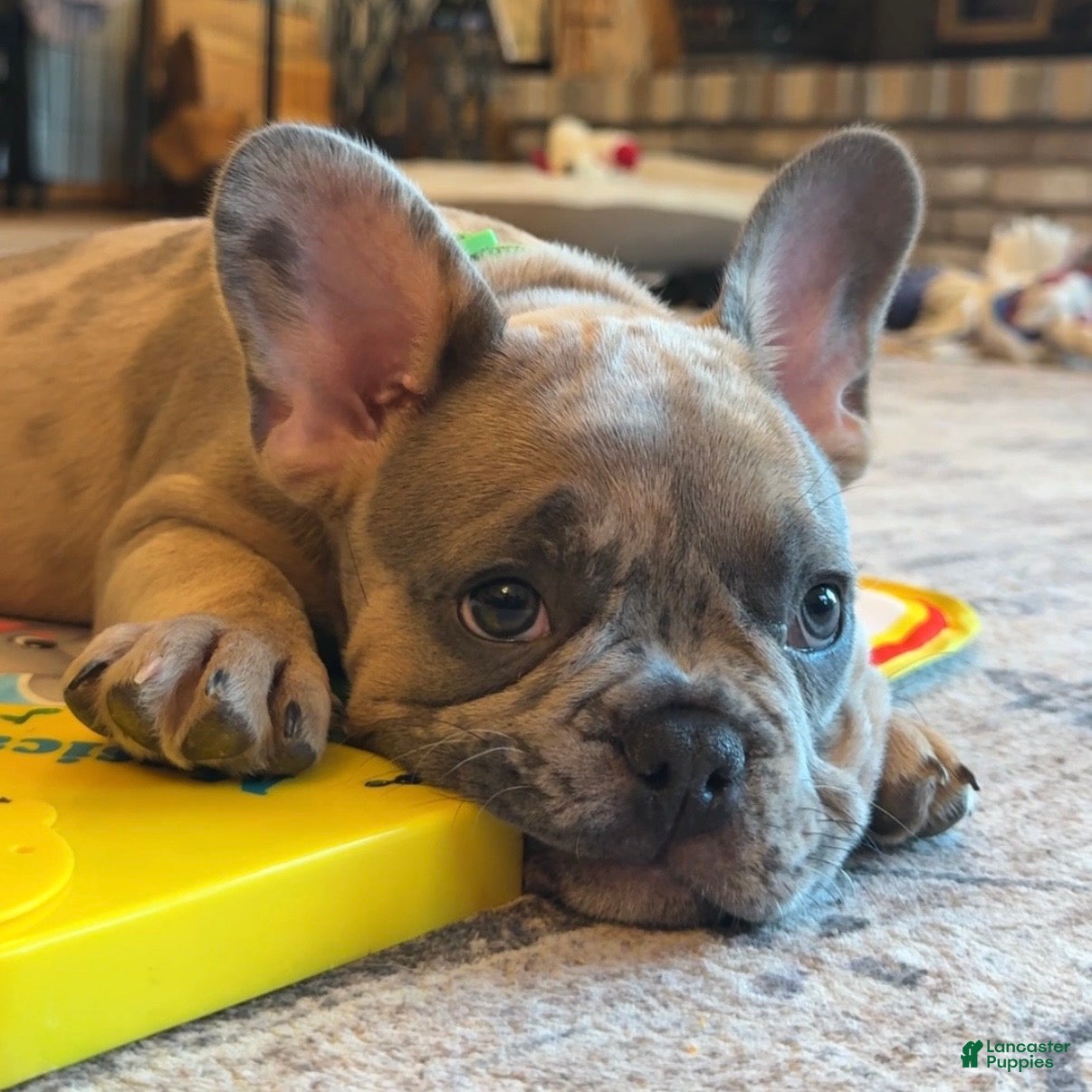 French Bulldog dogs Sprout  - Ad 2