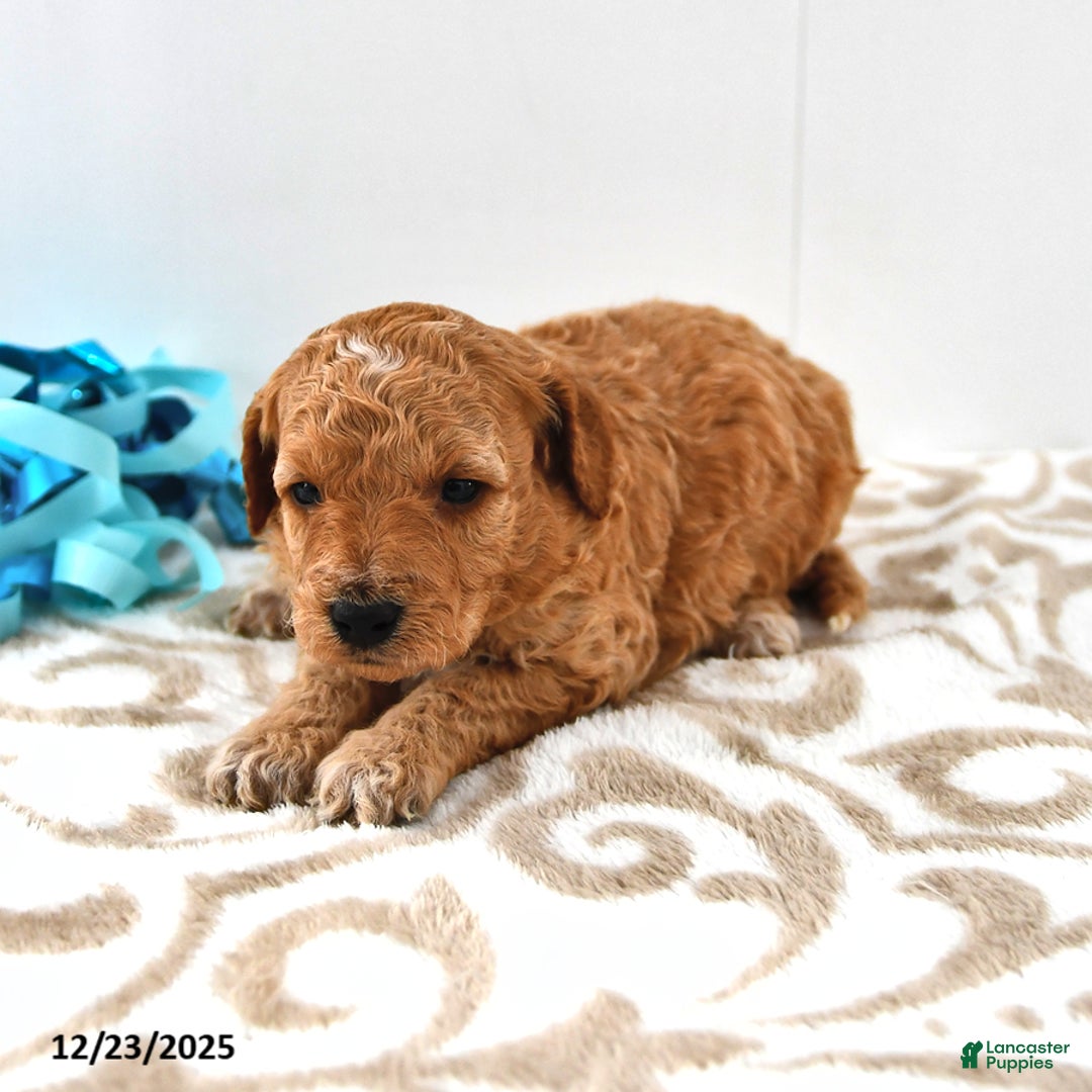 Mini Goldendoodle dogs for sale: Charlie - Ad 15