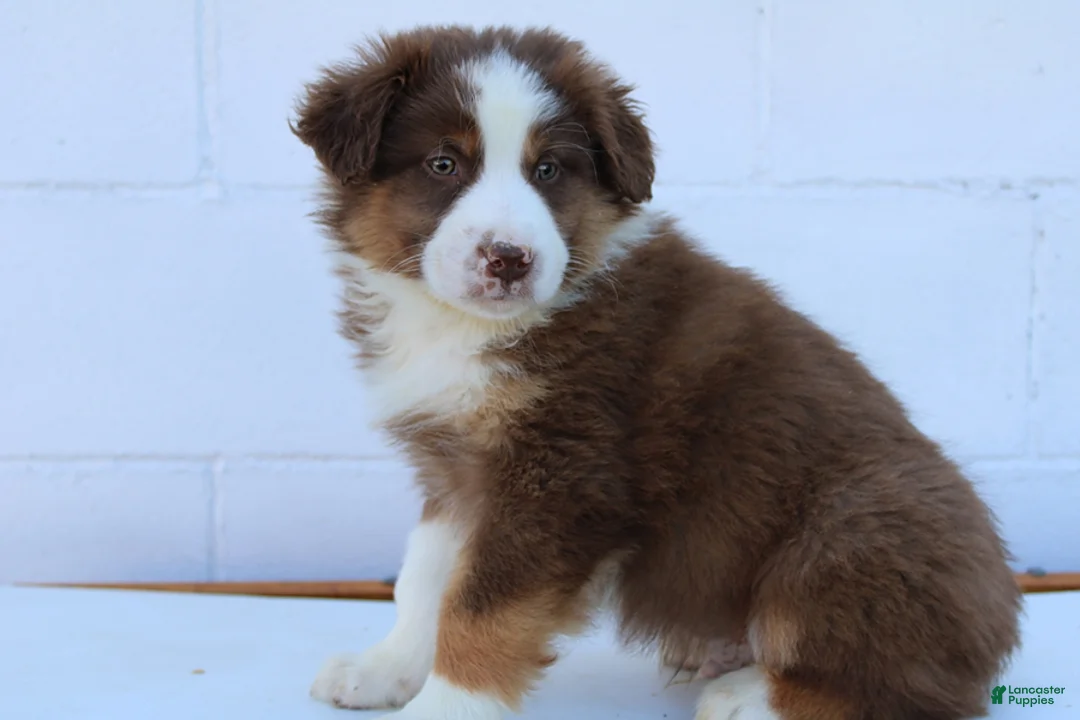 Australian Shepherd dogs for sale: Sarge - Ad 3