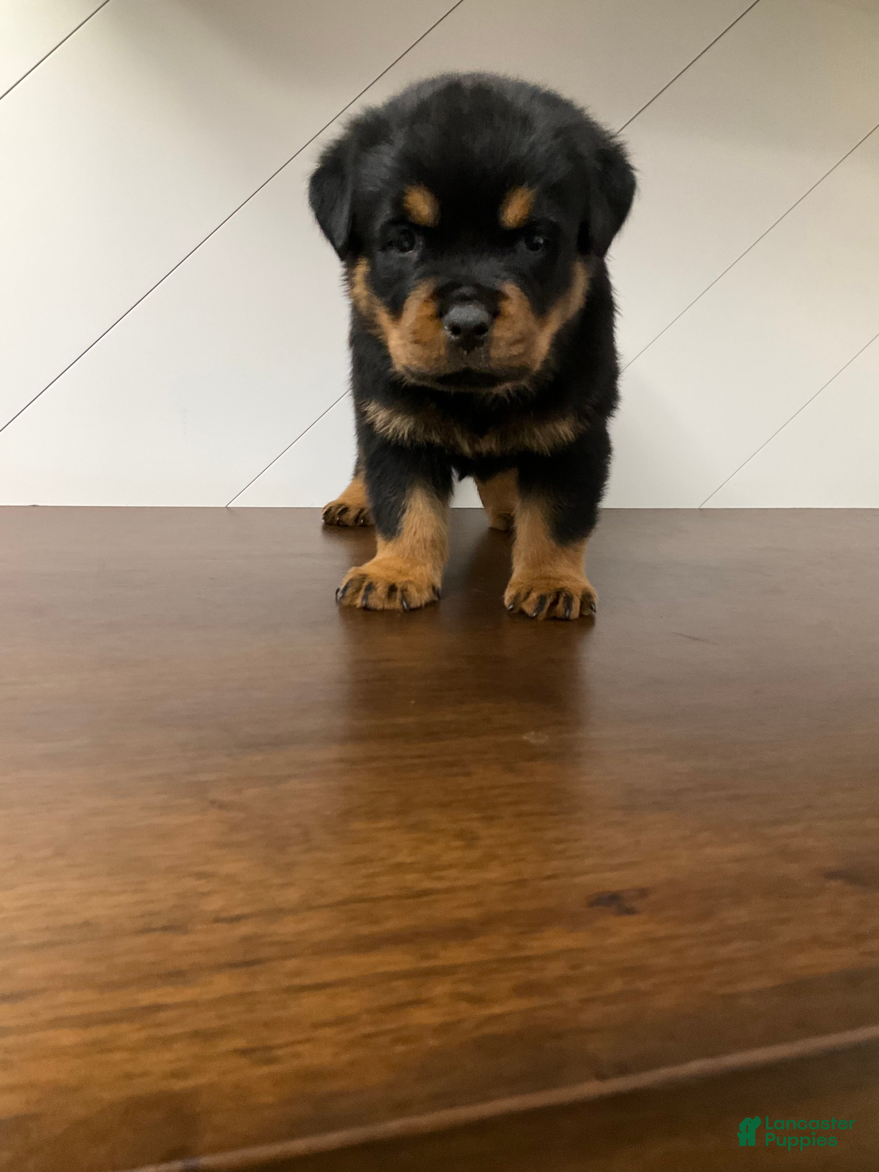 Rottweiler dogs Rottweiler Puppy 2 - Ad 5