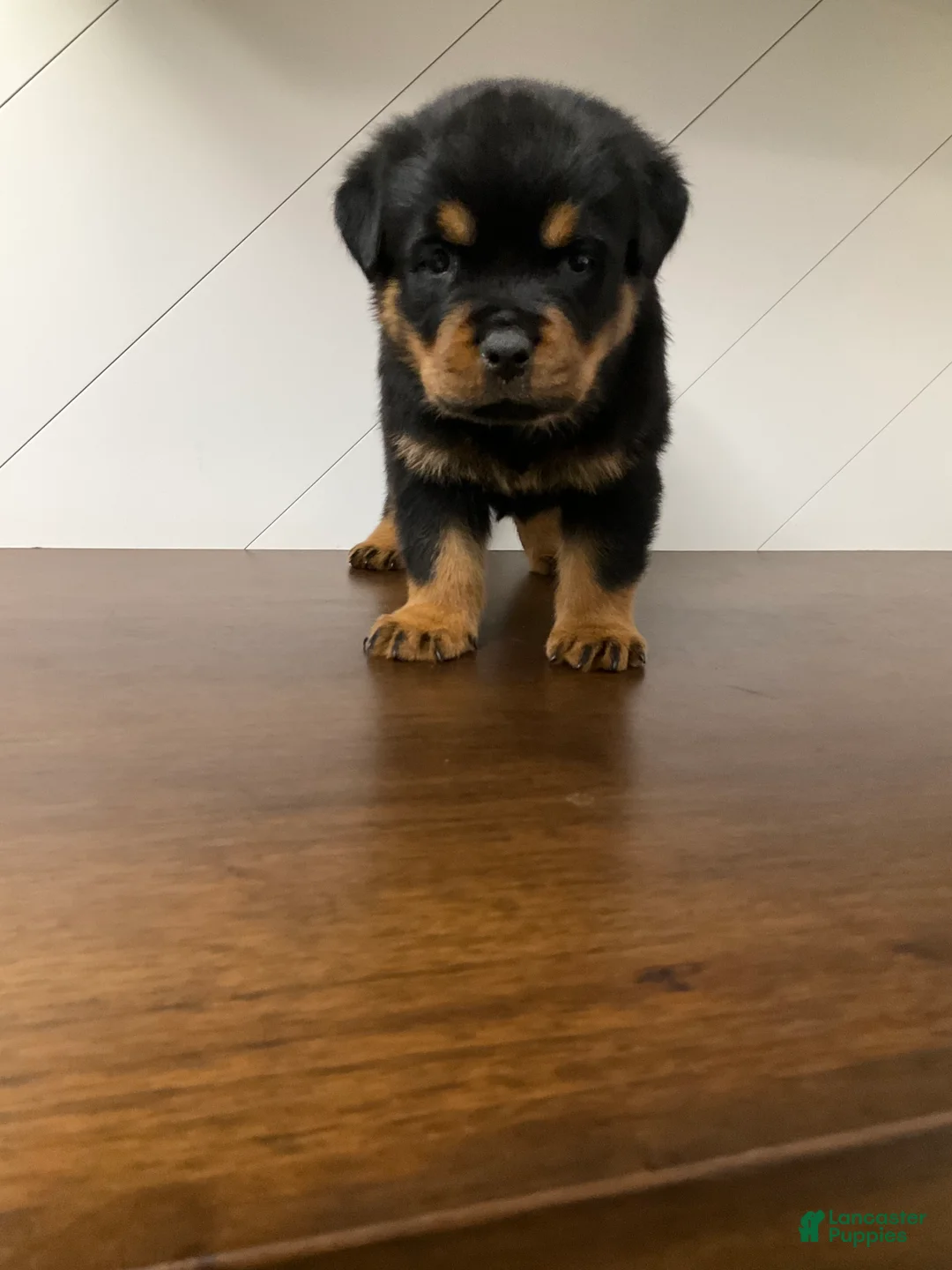 Rottweiler dogs for sale: Rottweiler Puppy 2 - Ad 1