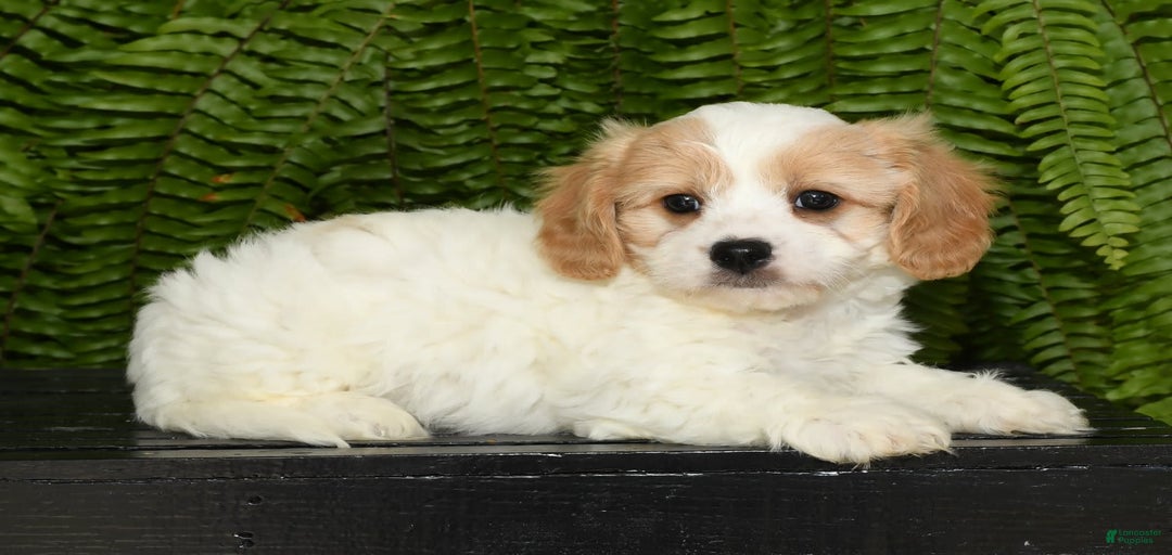 Gallery Image {{count}}