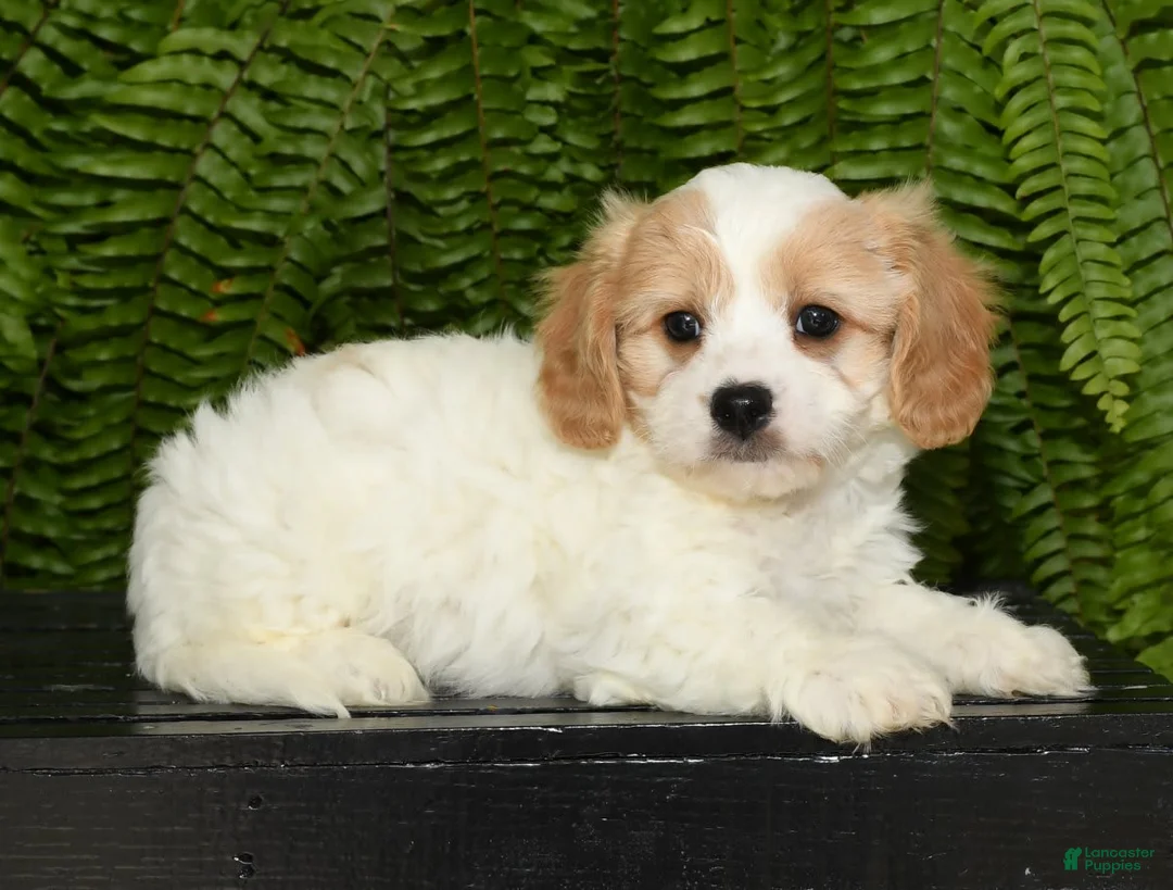 Gallery Image {{count}}