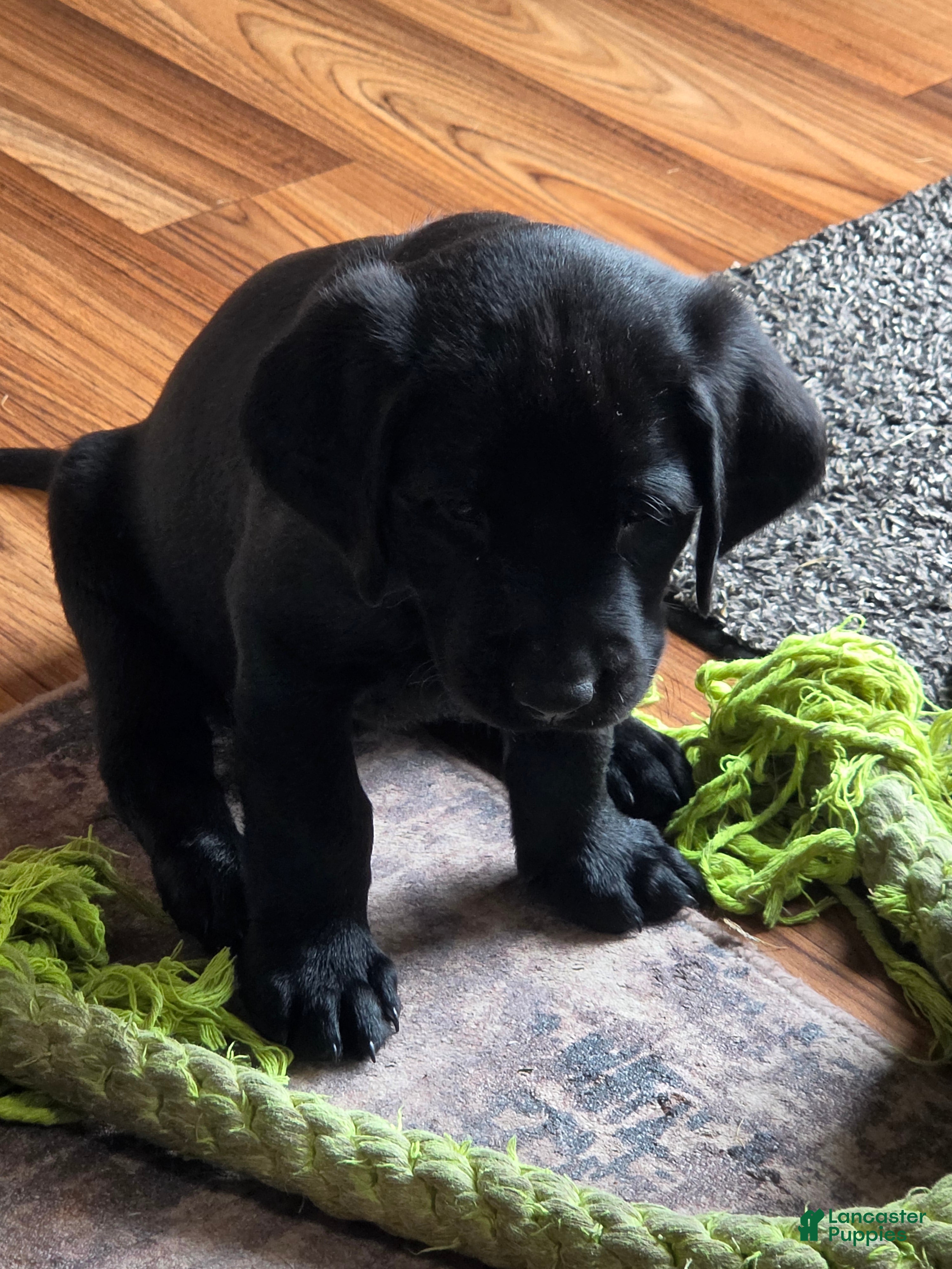 Labrador Retriever dogs Labrador Retriever 2 - Ad 35