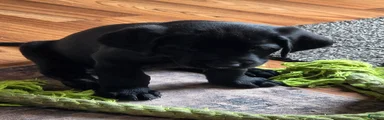 Labrador Retriever 2