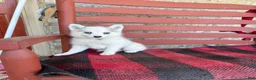 Pomsky dogs for sale: Abby - Ad 2