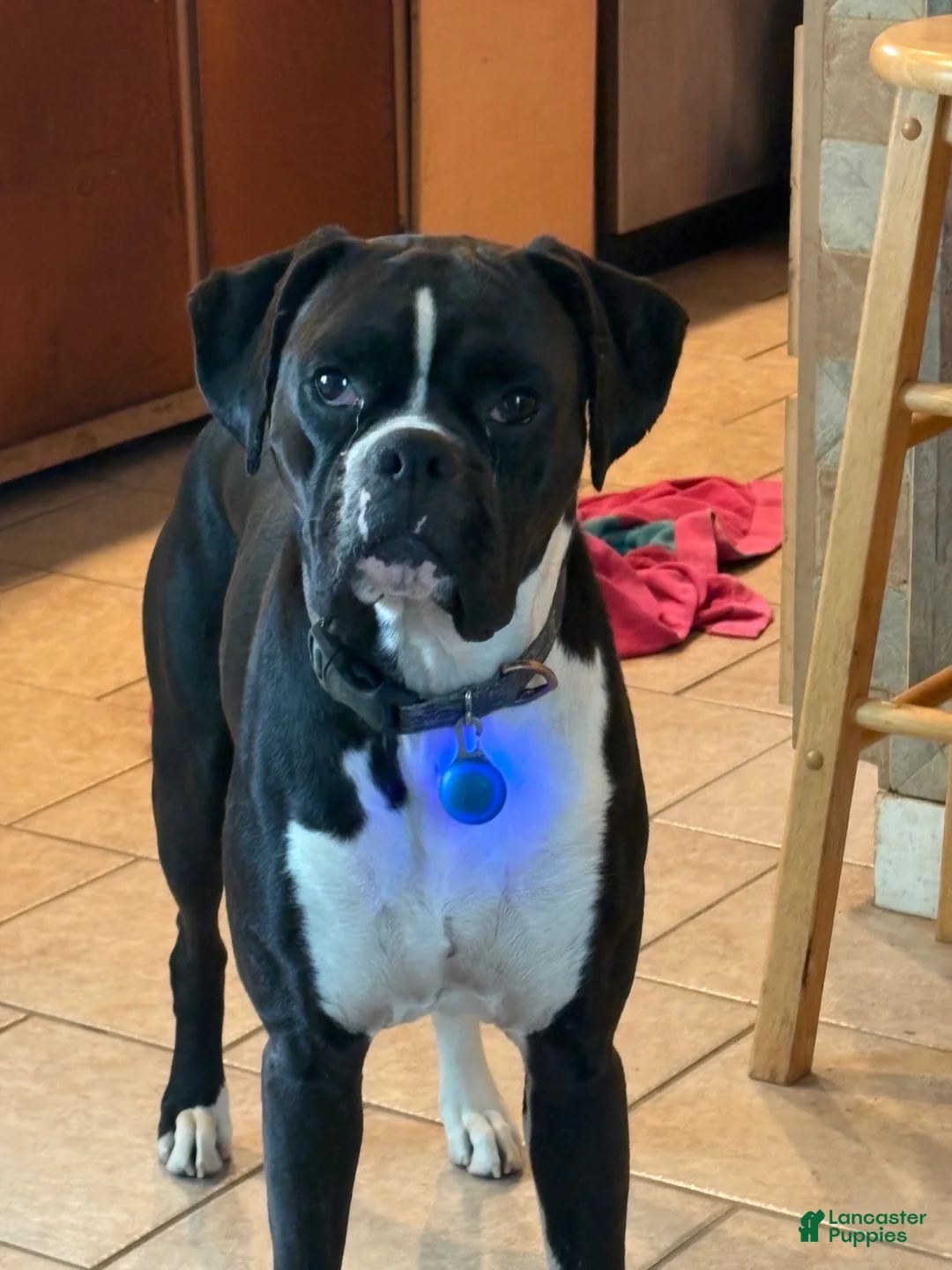 Boxer dogs for sale: Burgundy collar girl - Ad 3