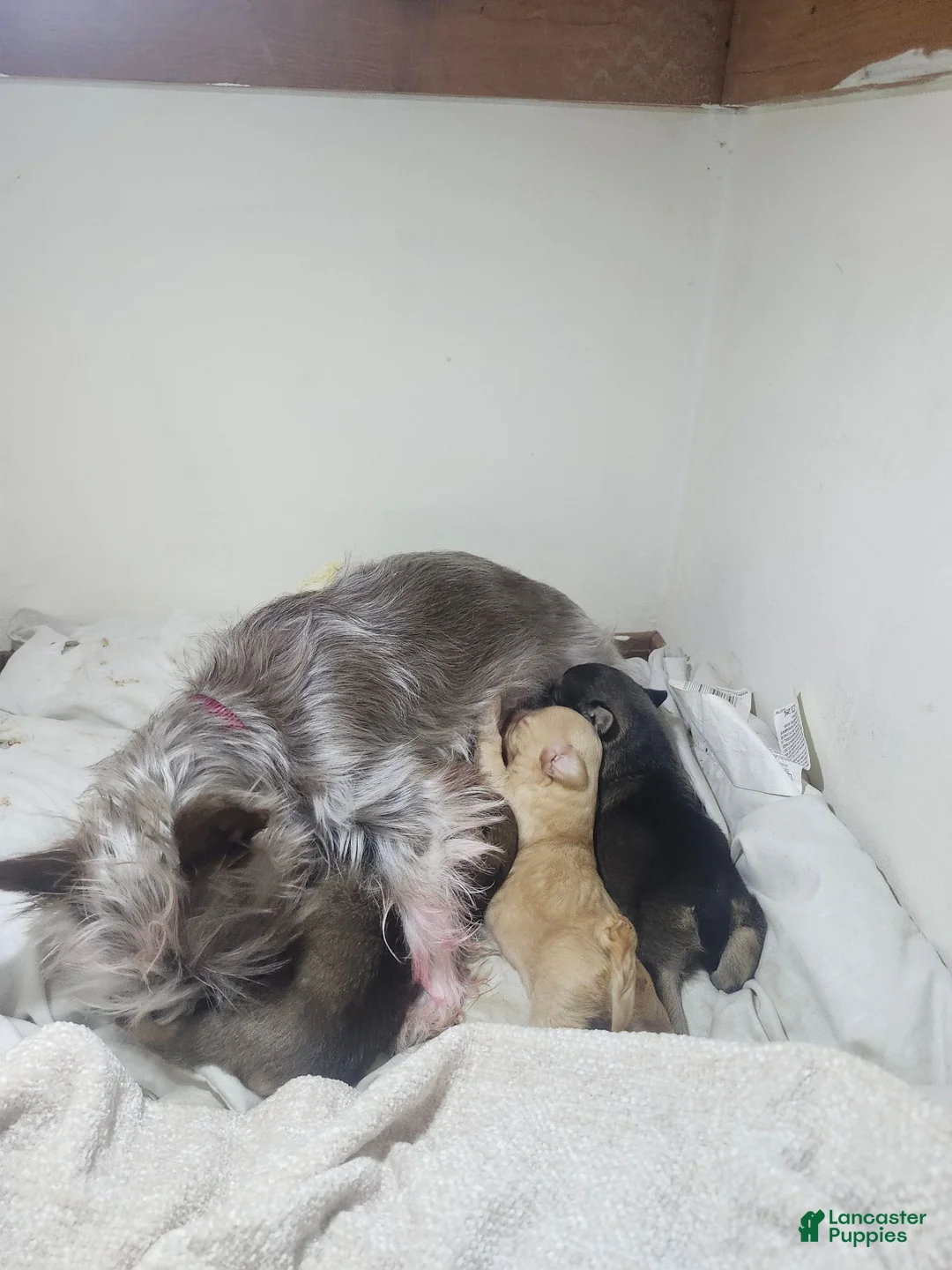 Chorkie dogs for sale: James  - Ad 5