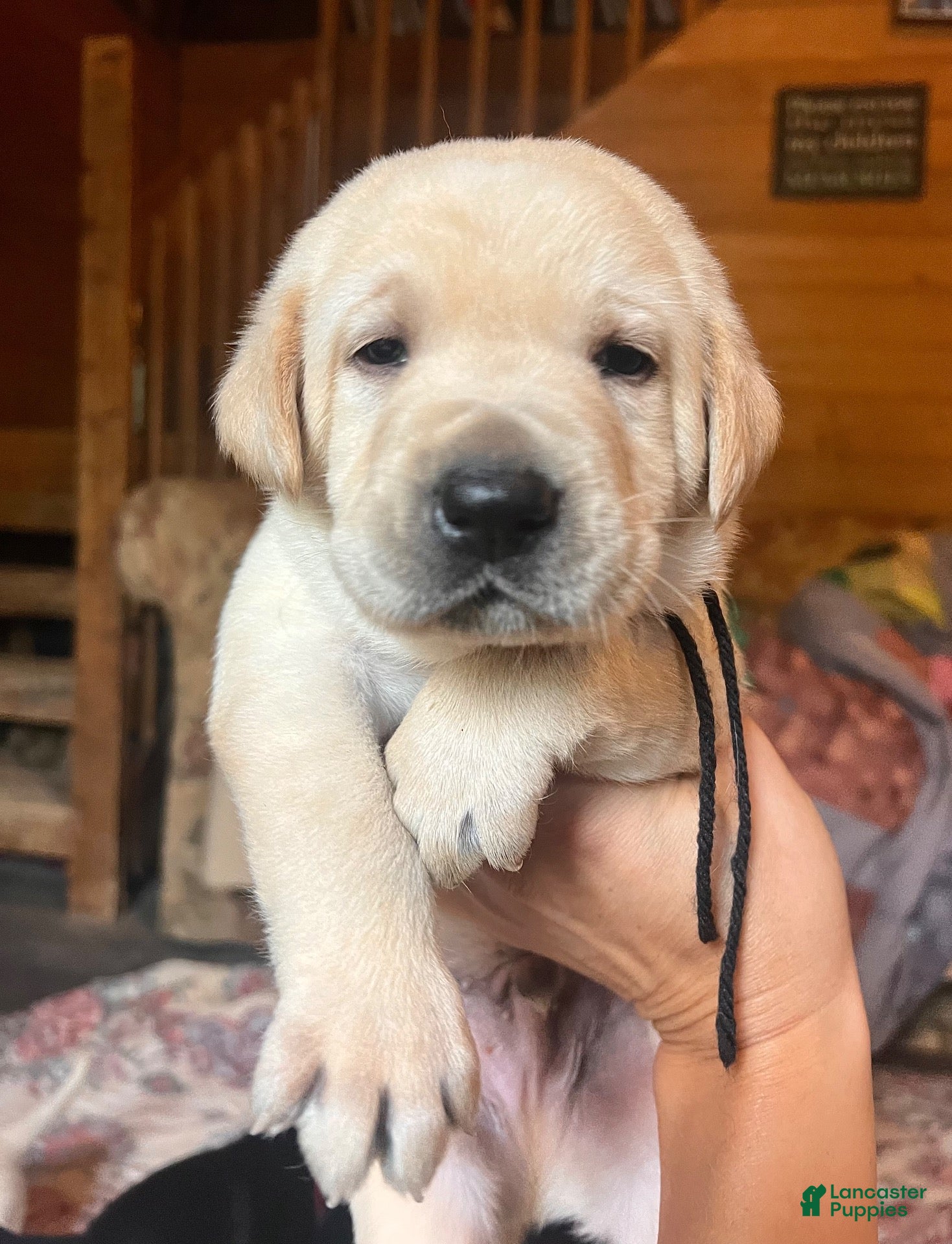 Labrador Retriever dogs Jon - Ad 17