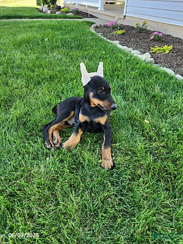 Doberman Pinscher dogs for sale: Rover - Ad 4