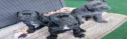 Cane Corso dogs for sale: Cane Corso 6 - Ad 11