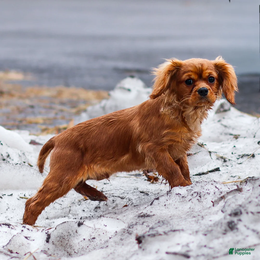 Cavalier King Charles Spaniel dogs for sale: Ricky - Ad 1