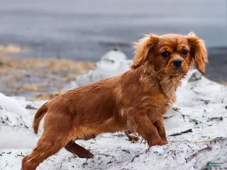 Cavalier King Charles Spaniel dogs for sale: Ricky - Ad 2