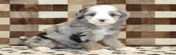 Mini Bernedoodle dogs for sale: Dawn - Ad 1
