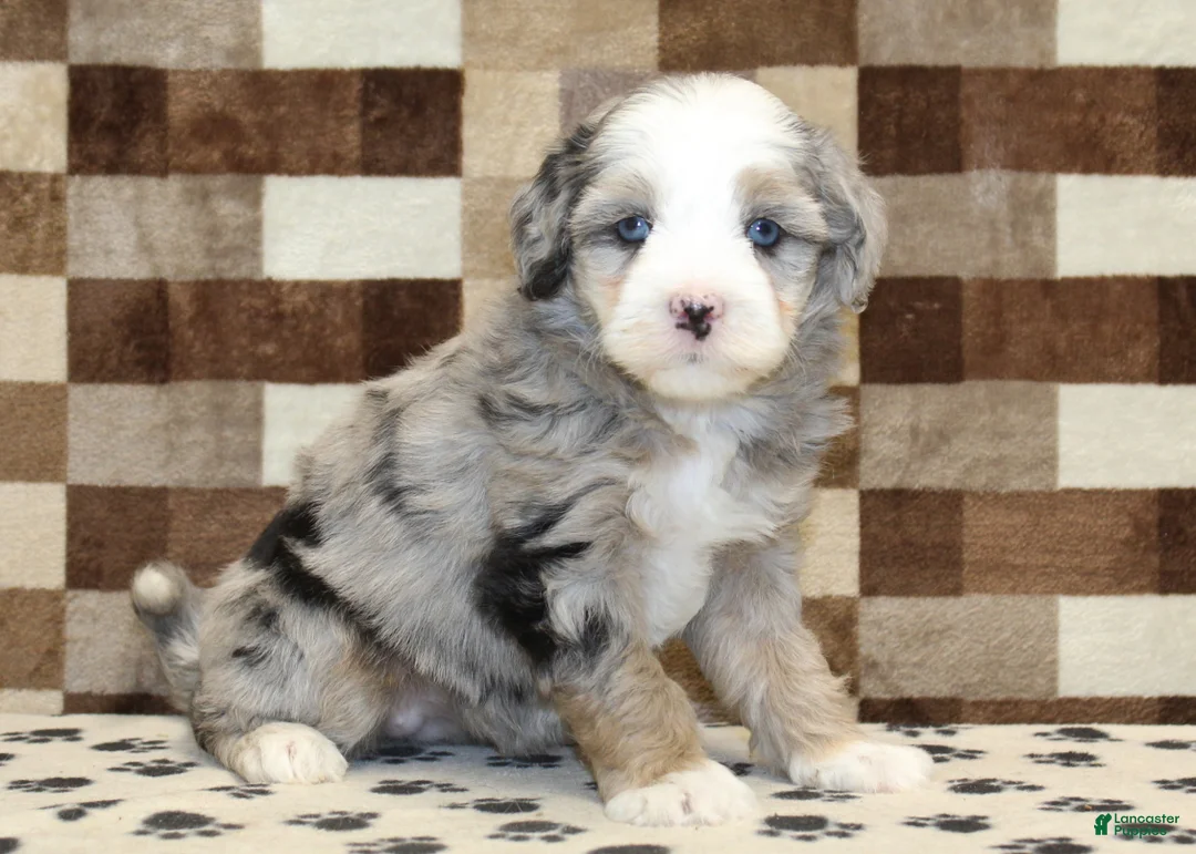 Mini Bernedoodle dogs for sale: Dawn - Ad 1