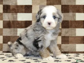 Mini Bernedoodle dogs Dawn - Ad 36