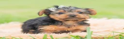 Yorkshire Terrier dogs for sale: Mickey - Ad 2
