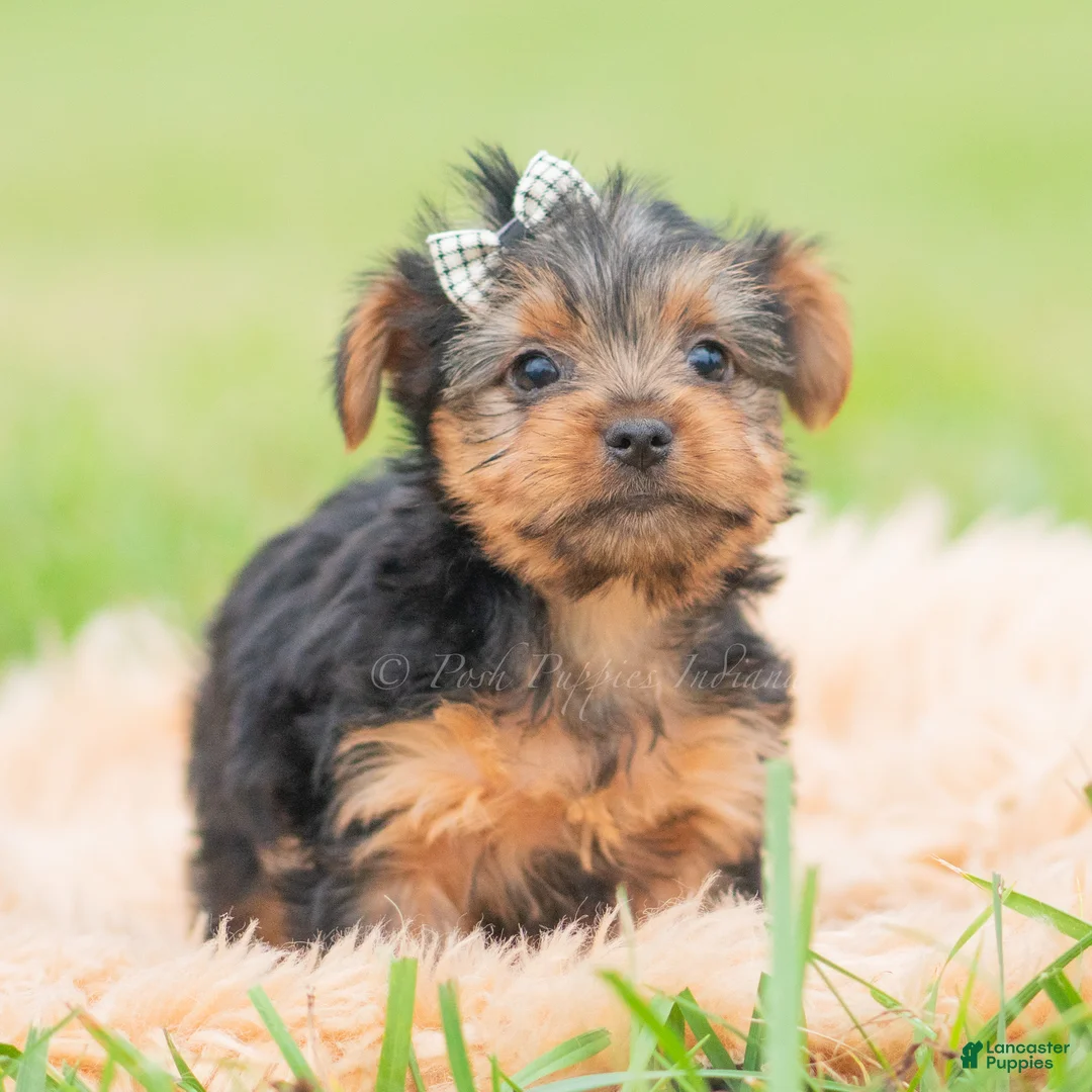 Yorkshire Terrier dogs for sale: Mickey - Ad 2