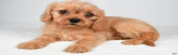 Mixed Breed dogs for sale: Brittany - Ad 3