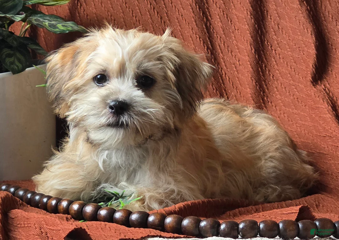 Mixed Breed dogs for sale: Teddy  - Ad 1